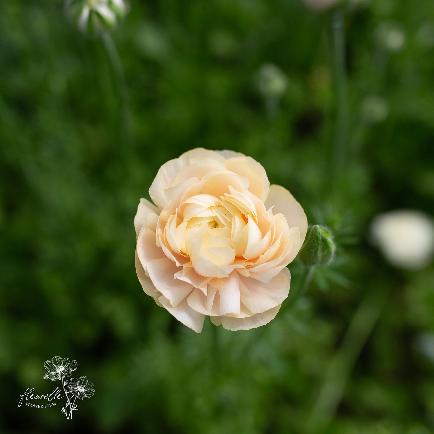 Ranunculus 'Wedding Pastel'
