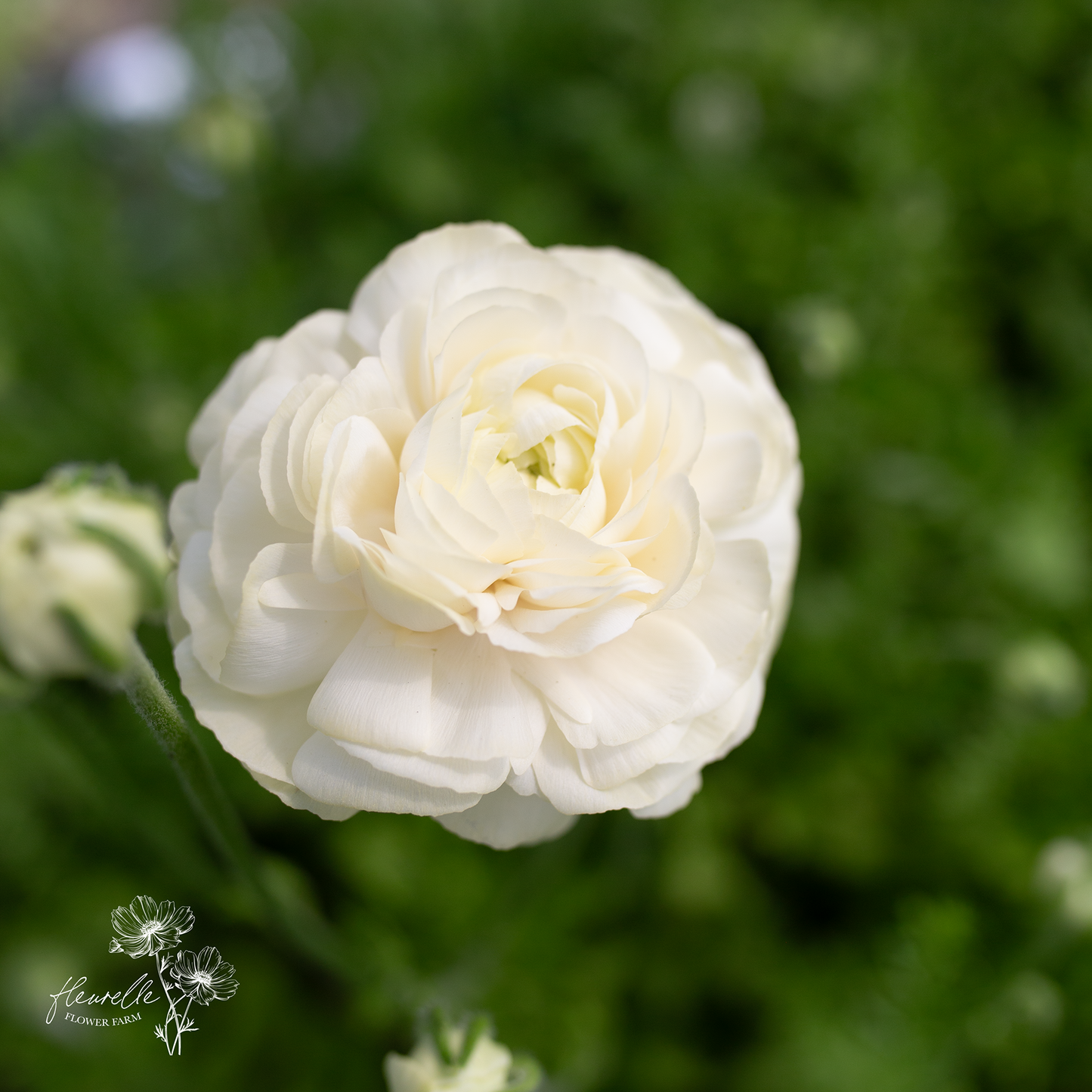 Ranunculus 'Wedding Pastel'