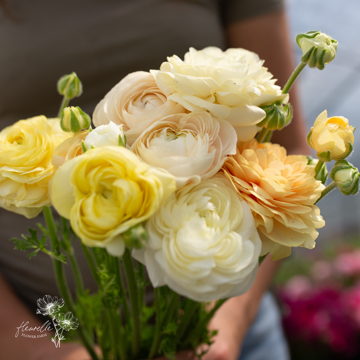 Ranunculus 'Wedding Pastel'