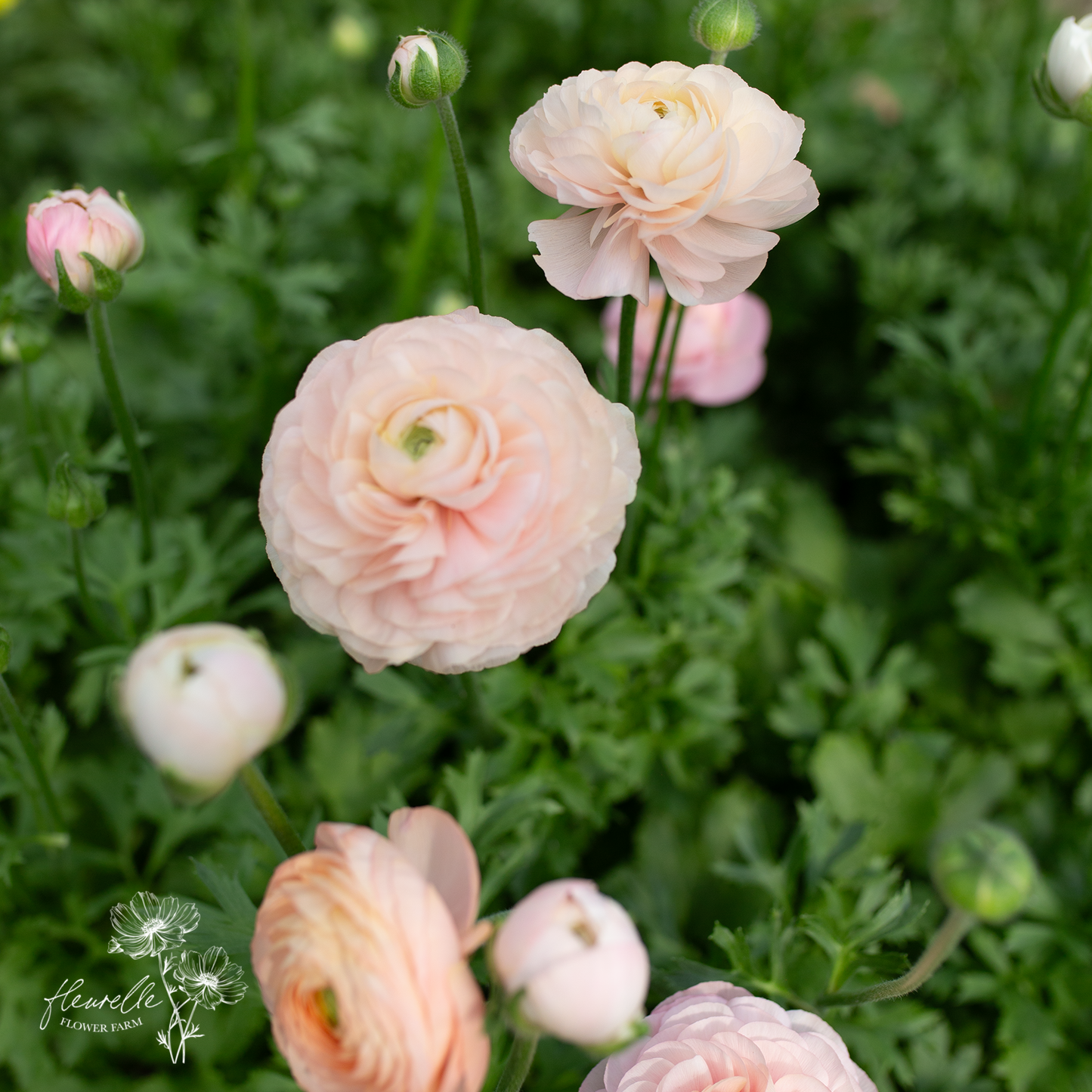 Ranunculus 'Wedding Pastel'