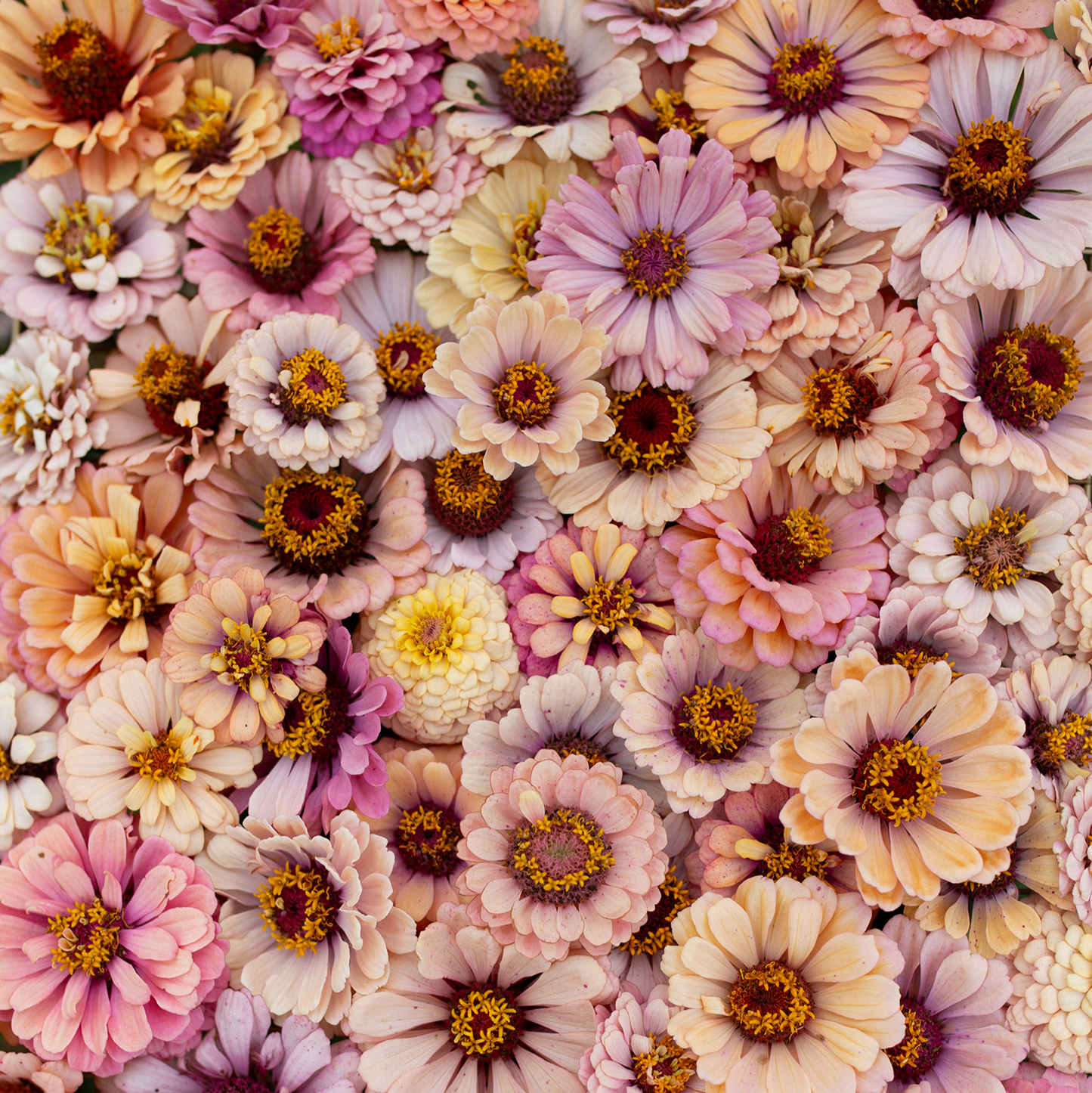 Zinnia 'Rich Pastels'
