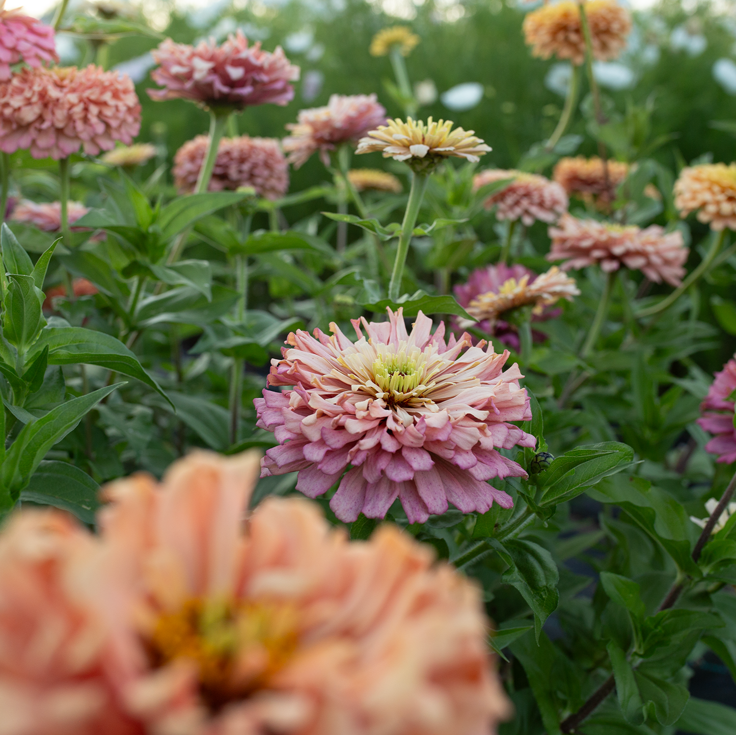 Zinnia 'Summer's End'