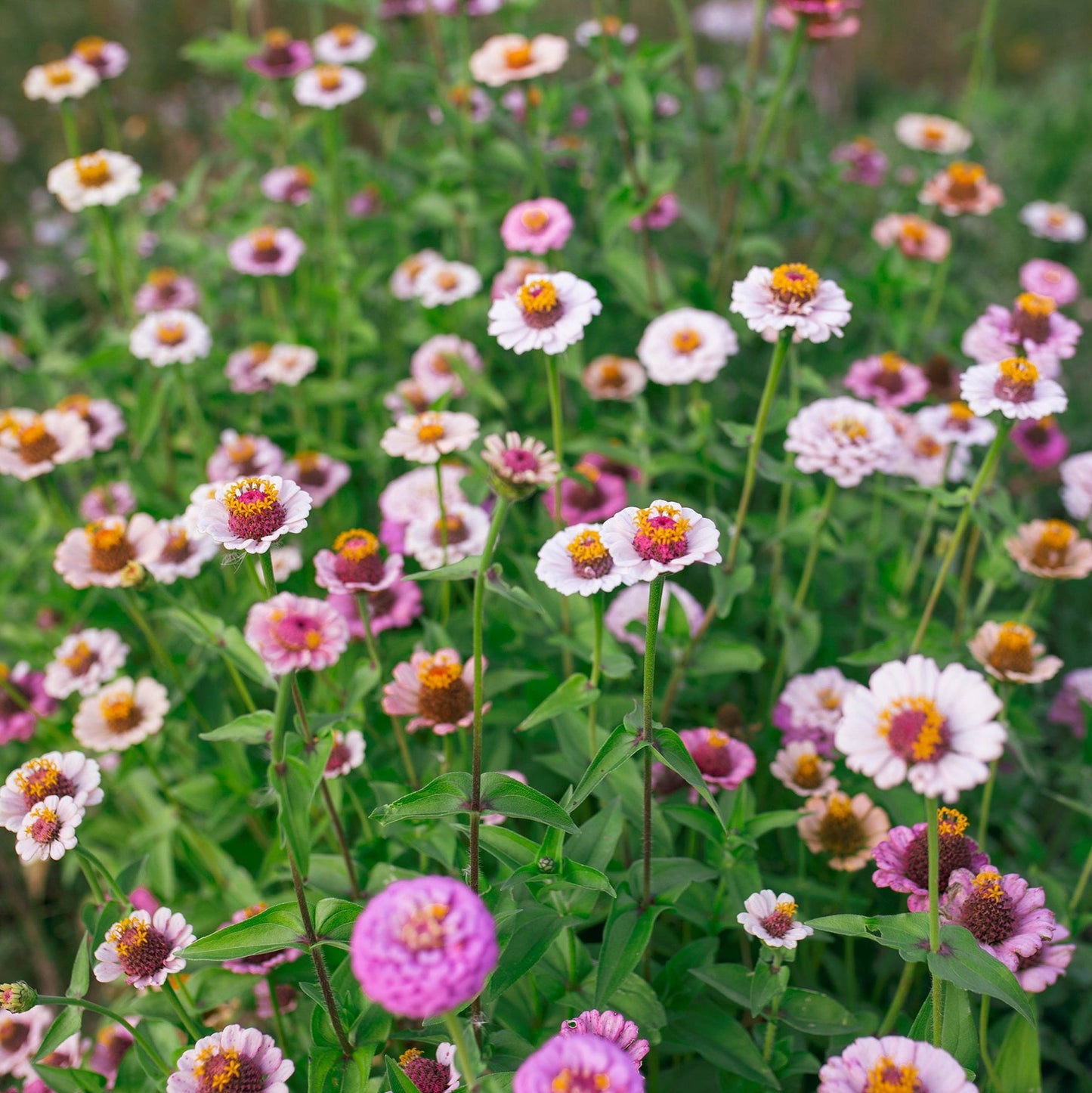 Zinnia 'Ballet Blush'
