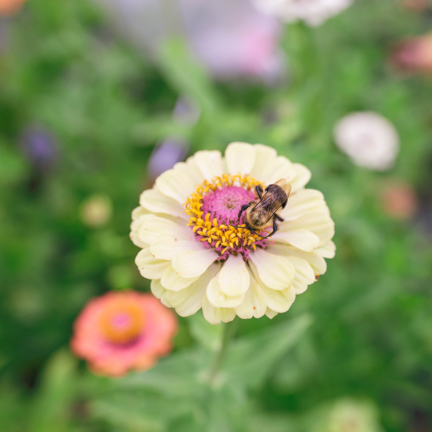 Zinnia 'Fleurelle's Field Blend'