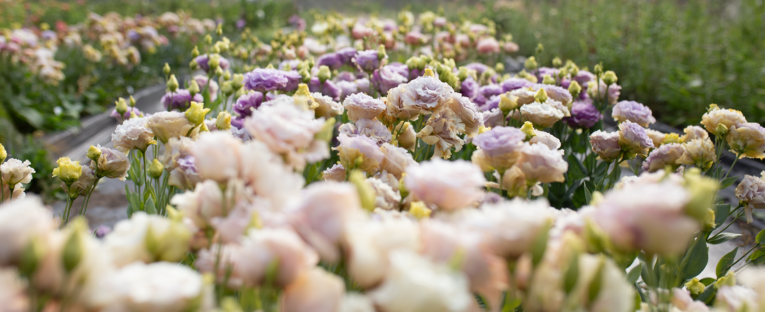 Introducing Our Lisianthus Growing Guide