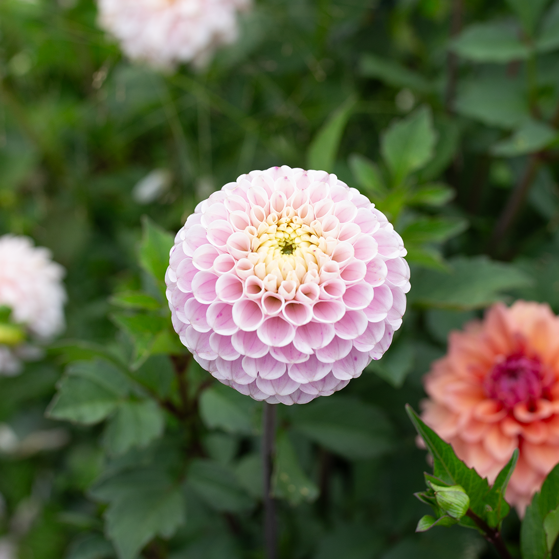 Dahlia '20th Ave Delicata'