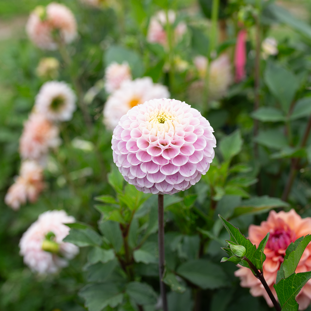 Dahlia '20th Ave Delicata'