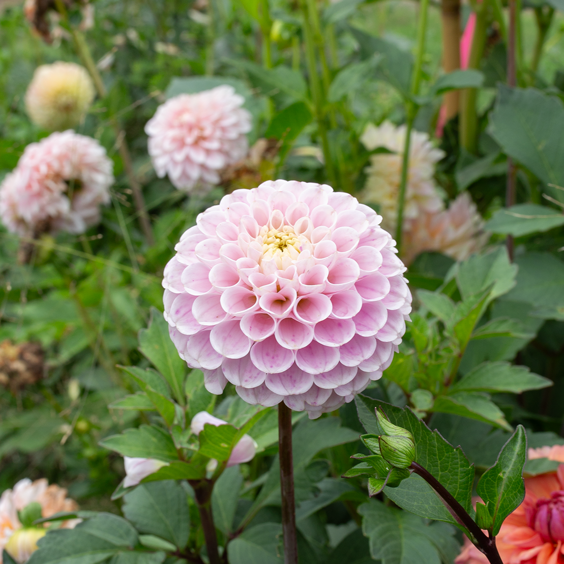 Dahlia '20th Ave Delicata'