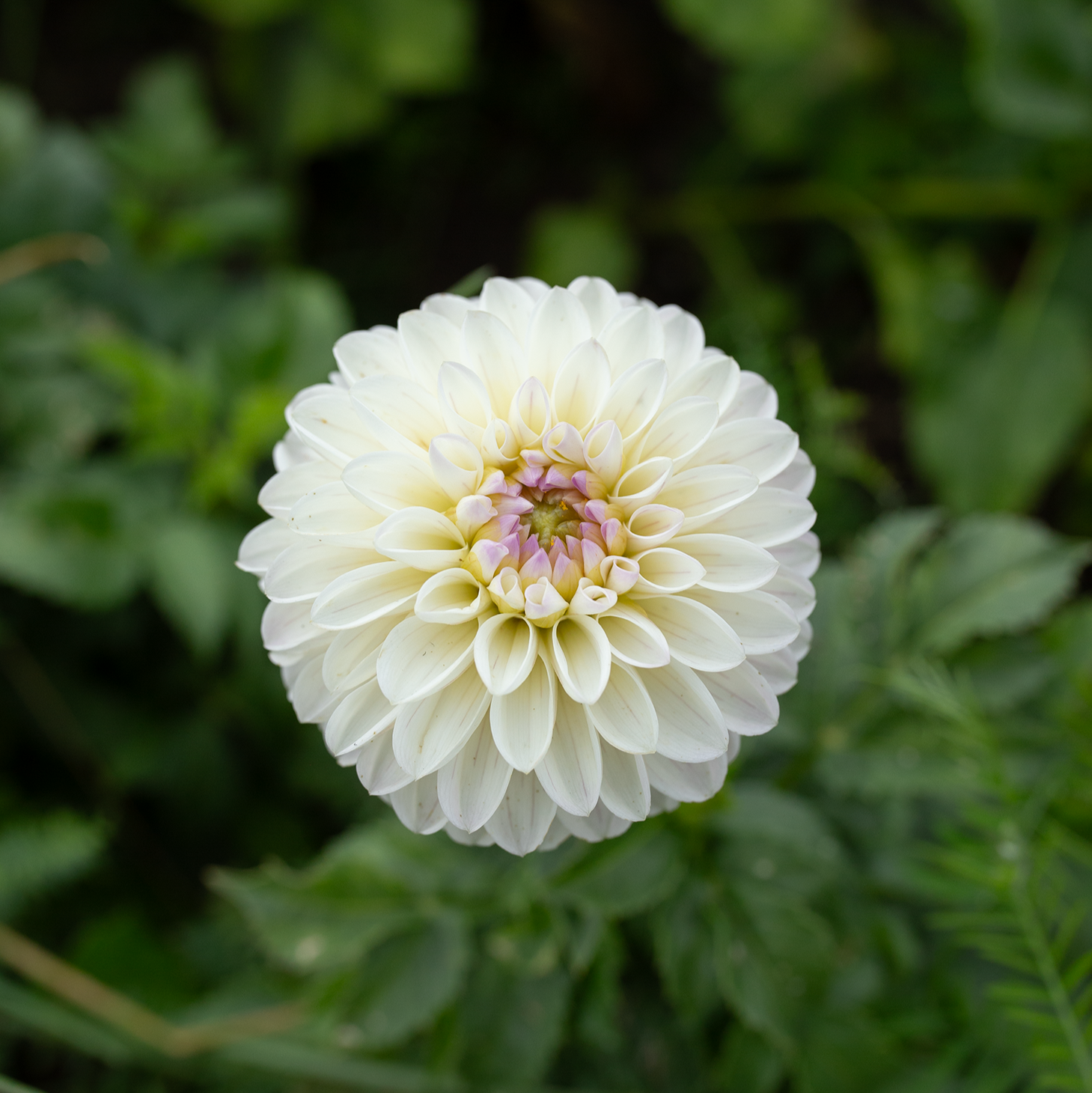Dahlia 'Abbie'