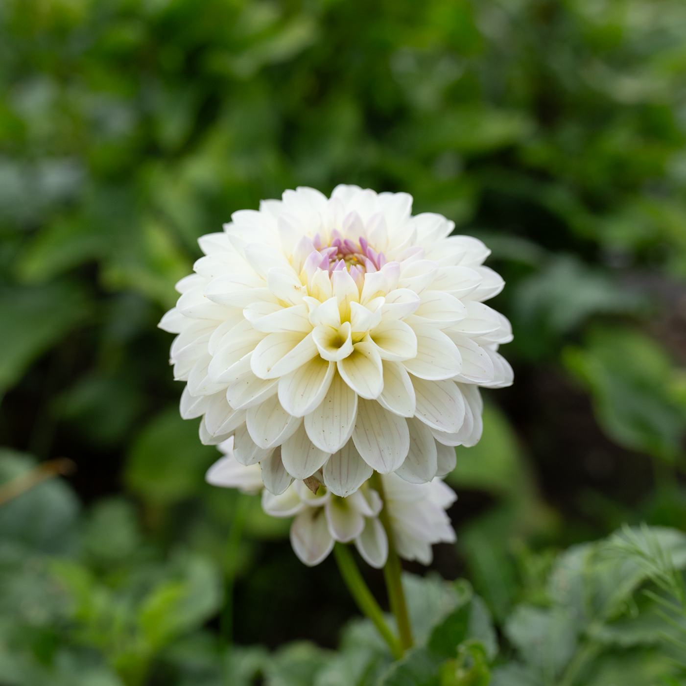 Dahlia 'Abbie'