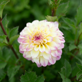 Dahlia 'Alpen Sundown'