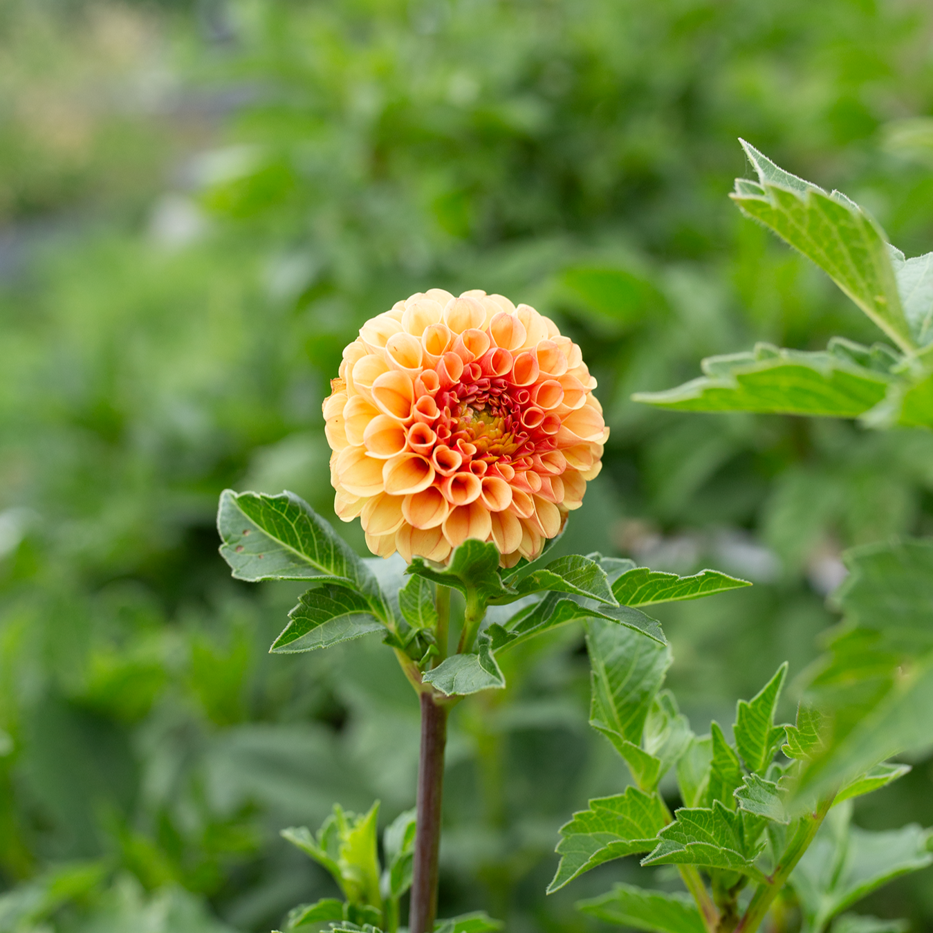 Dahlia 'Amber Queen'