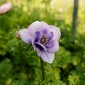 Anemone 'Lavender'