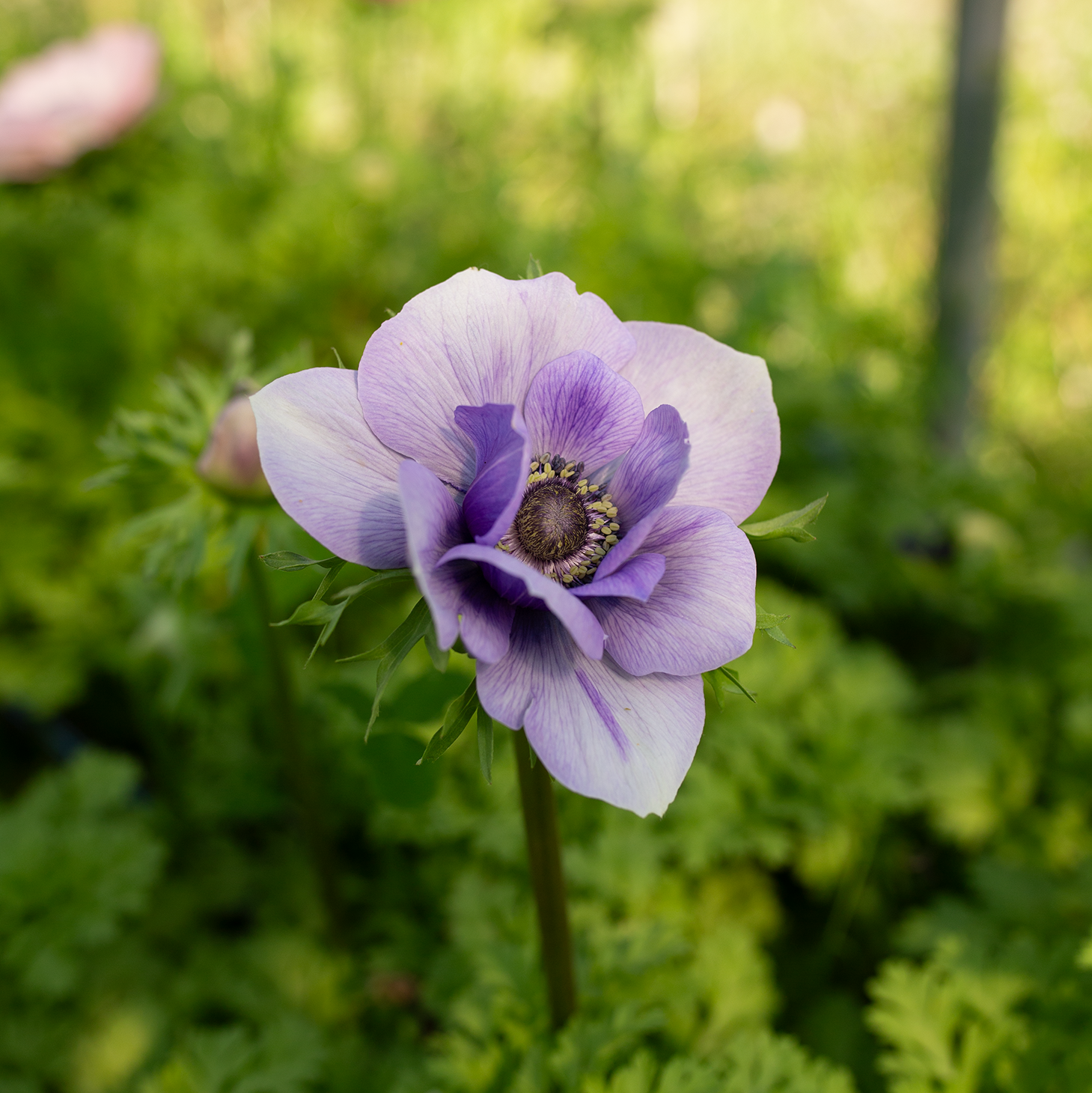 Anemone 'Lavender'