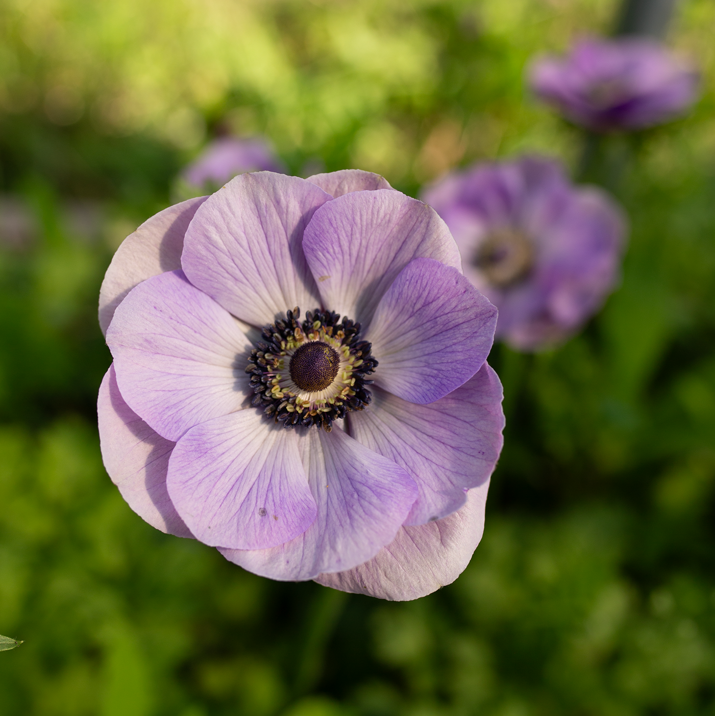 Anemone 'Lavender'