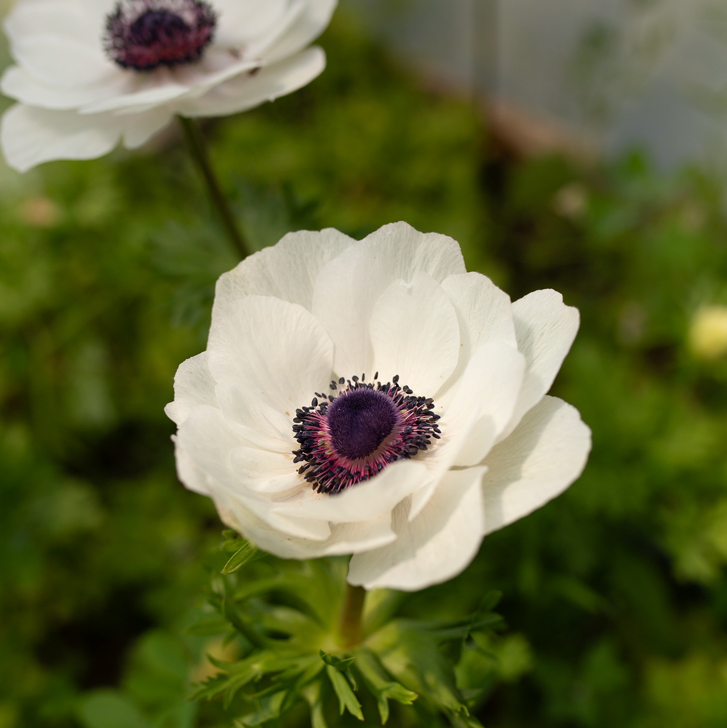 Anemone 'Panda'