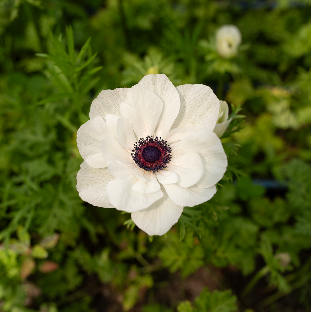 Anemone 'Panda'