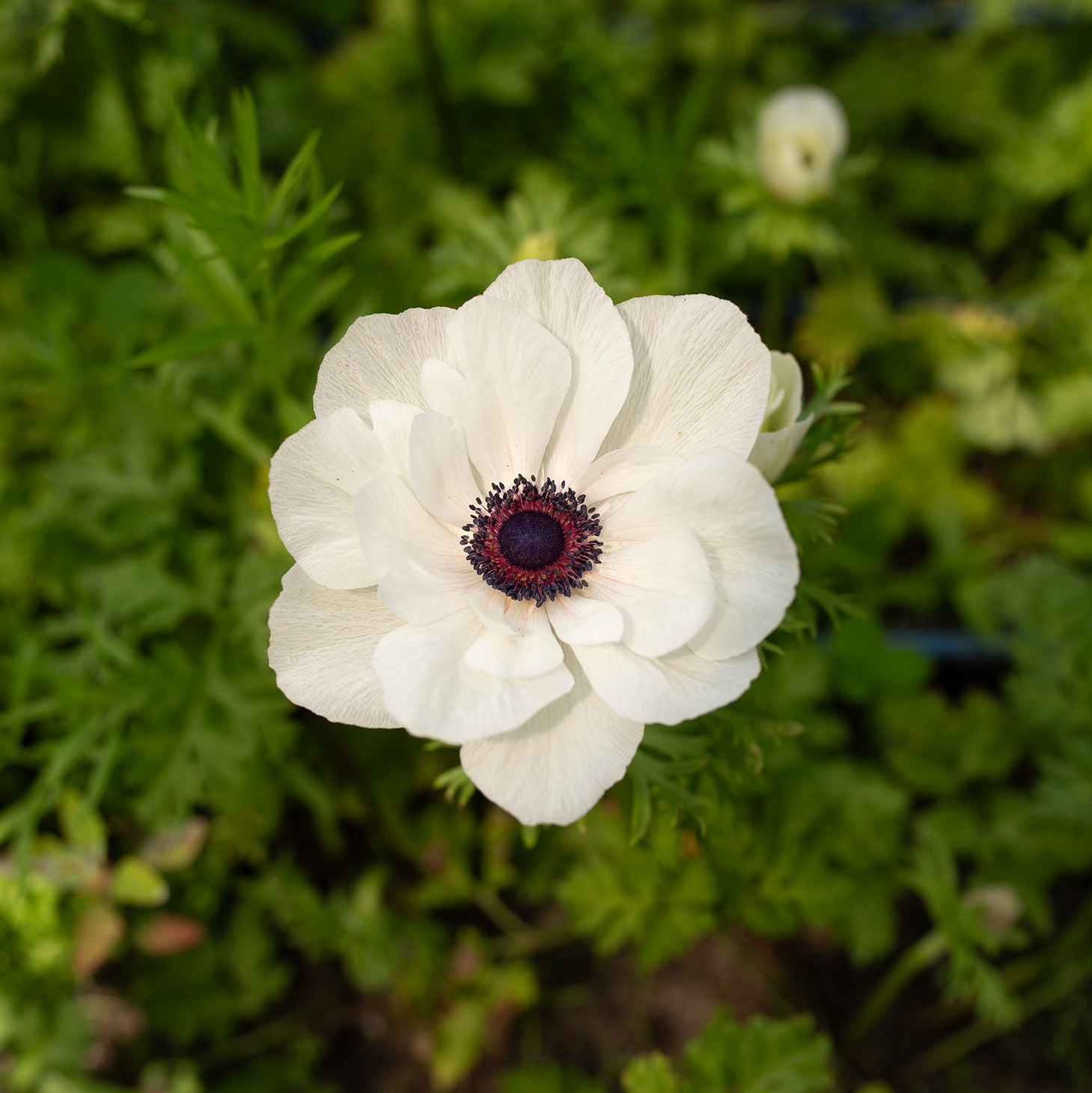 Anemone 'Panda'