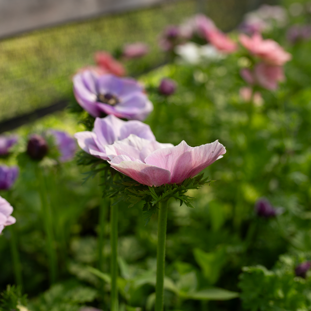Anemone 'Pastel'