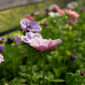 Anemone 'Pastel'