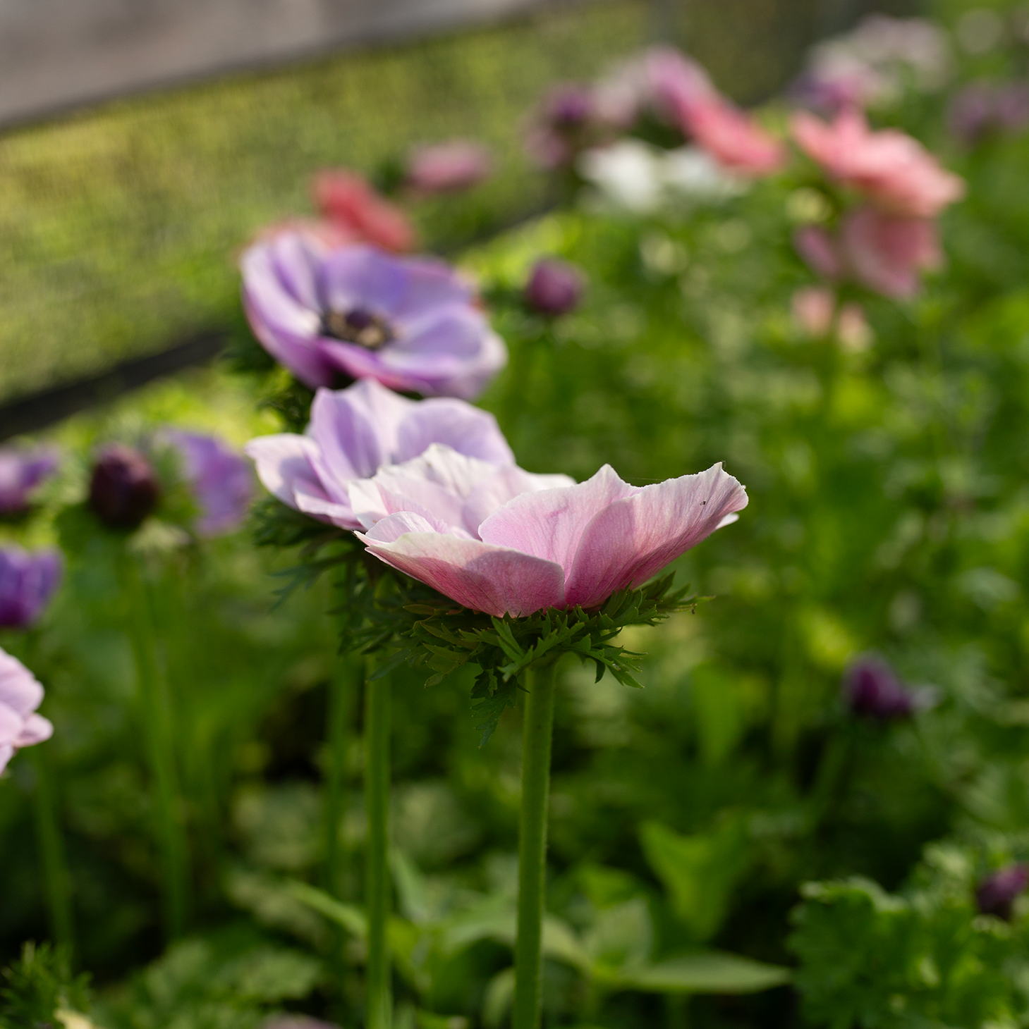 Anemone 'Pastel'