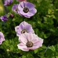 Anemone 'Pastel'