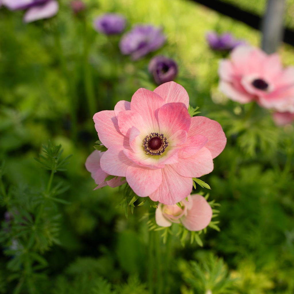 Anemone 'Pastel'
