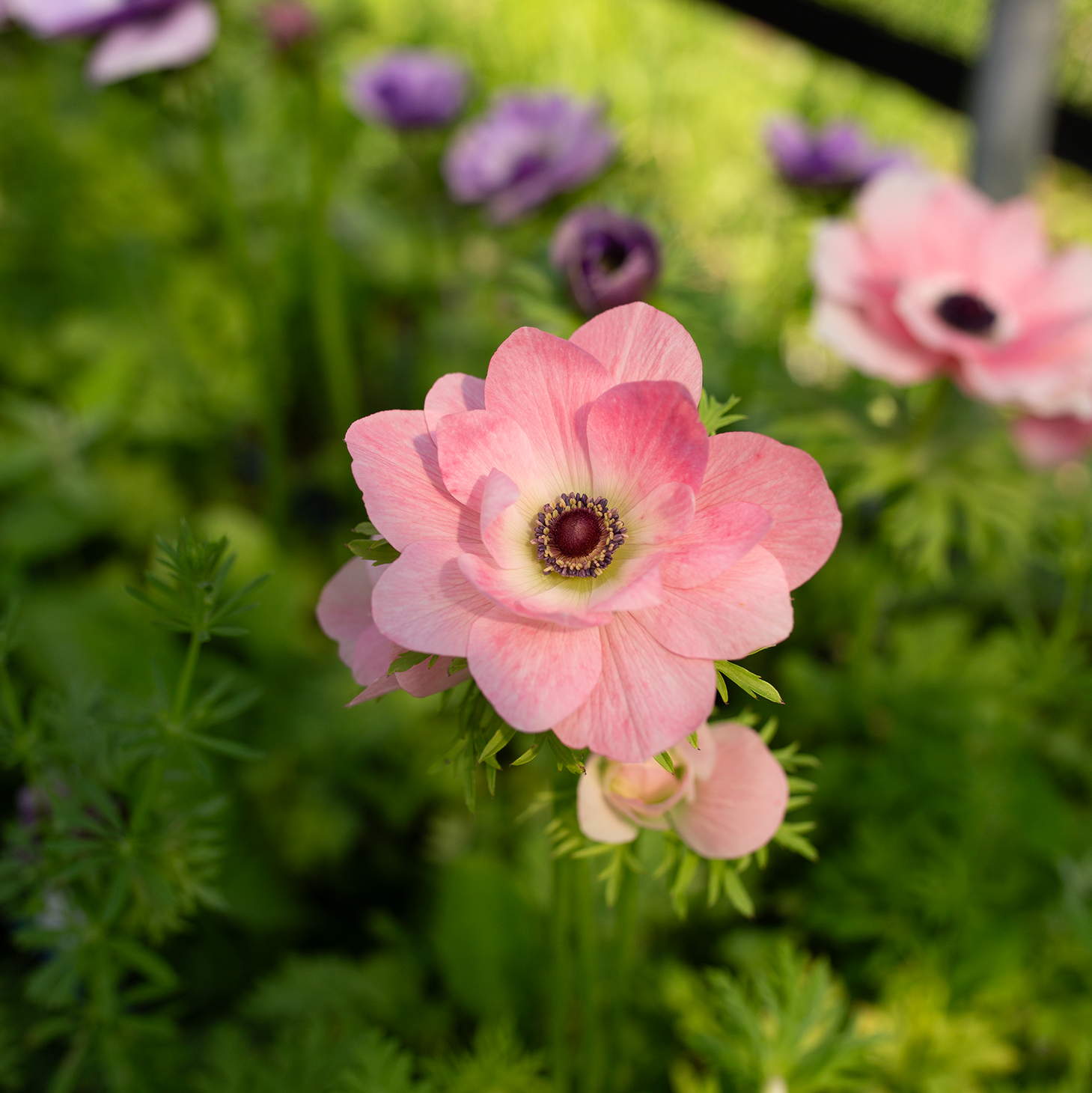 Anemone 'Pastel'