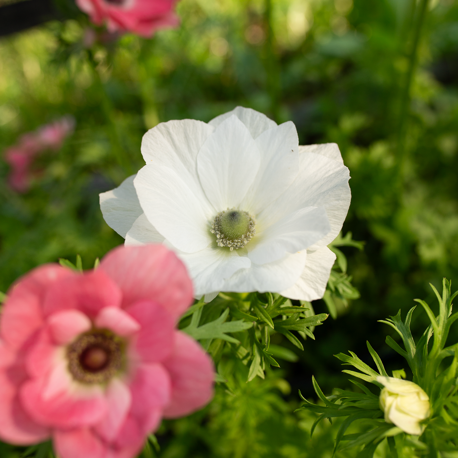 Anemone 'Pastel'