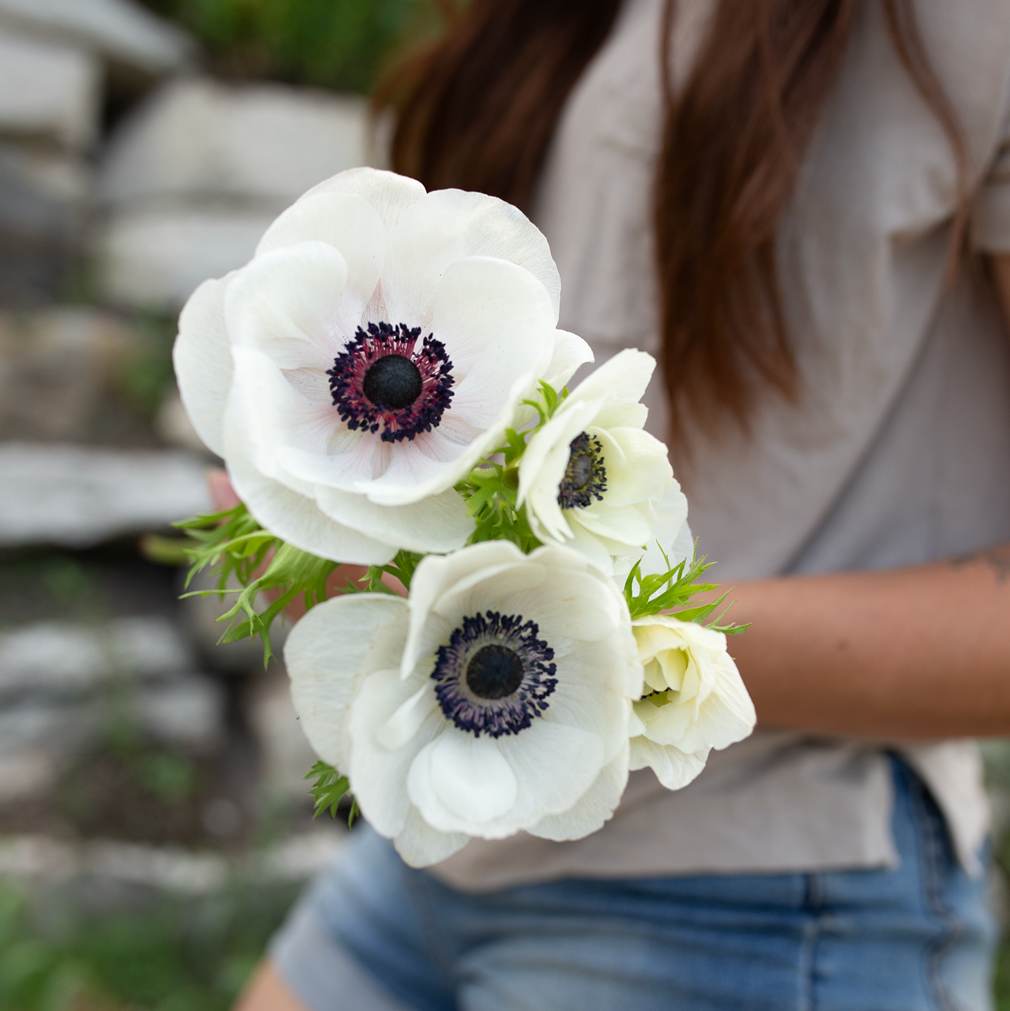 Anemone 'Panda'