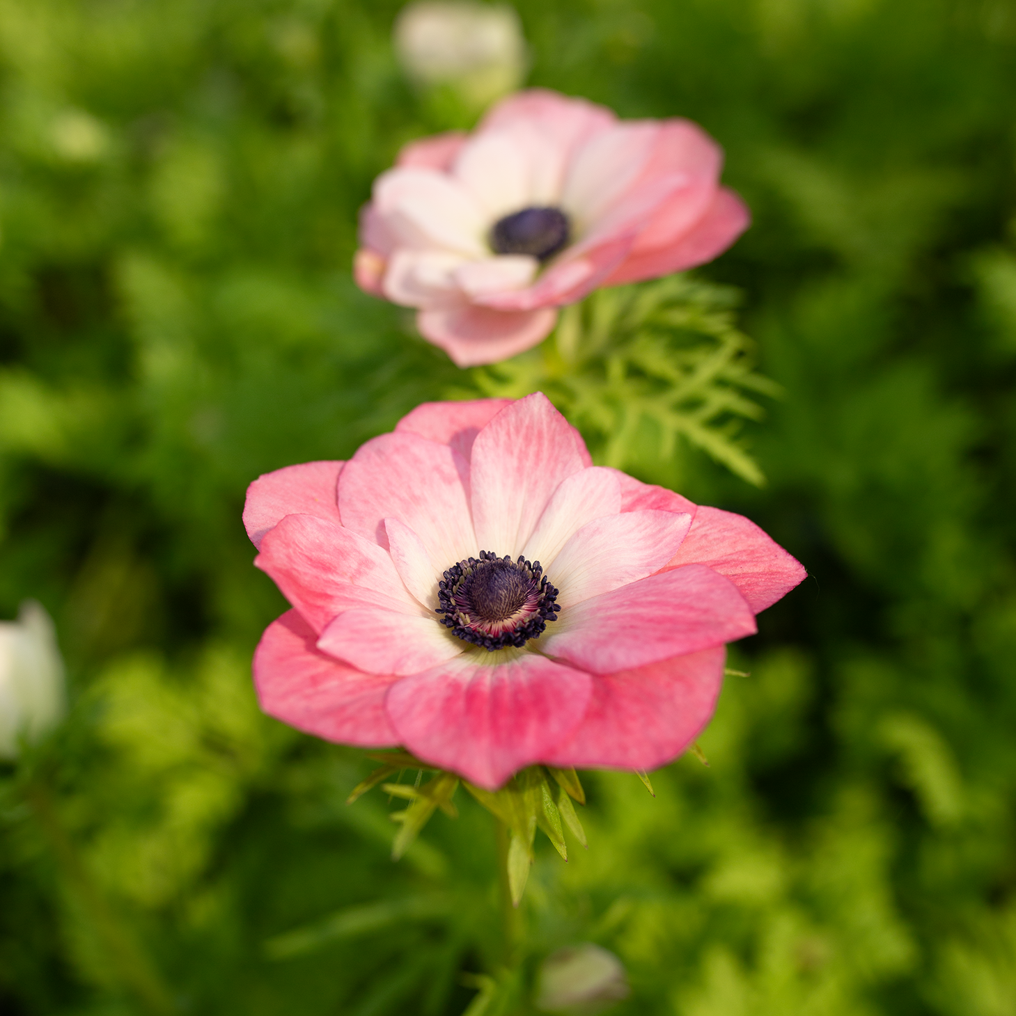 Anemone 'Pink'
