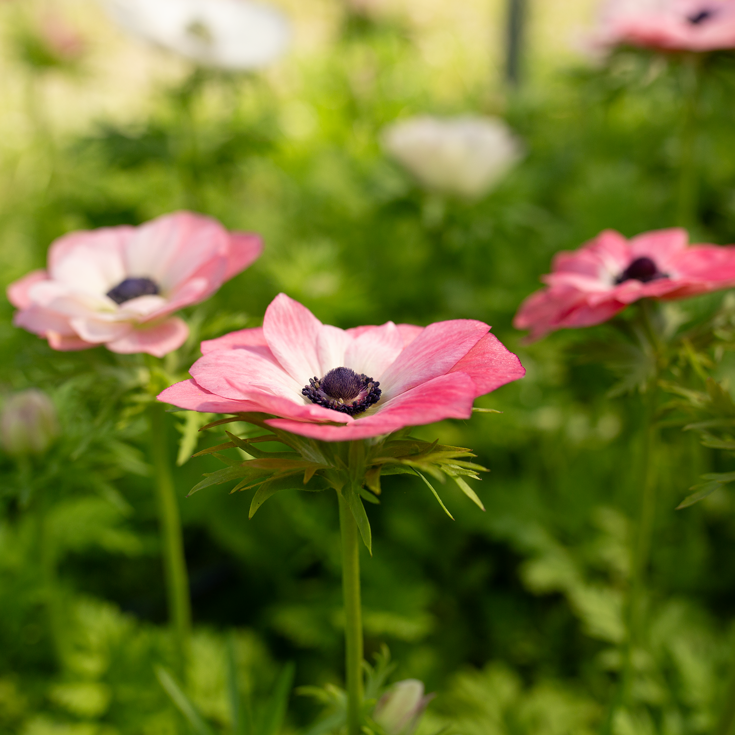Anemone 'Pink'