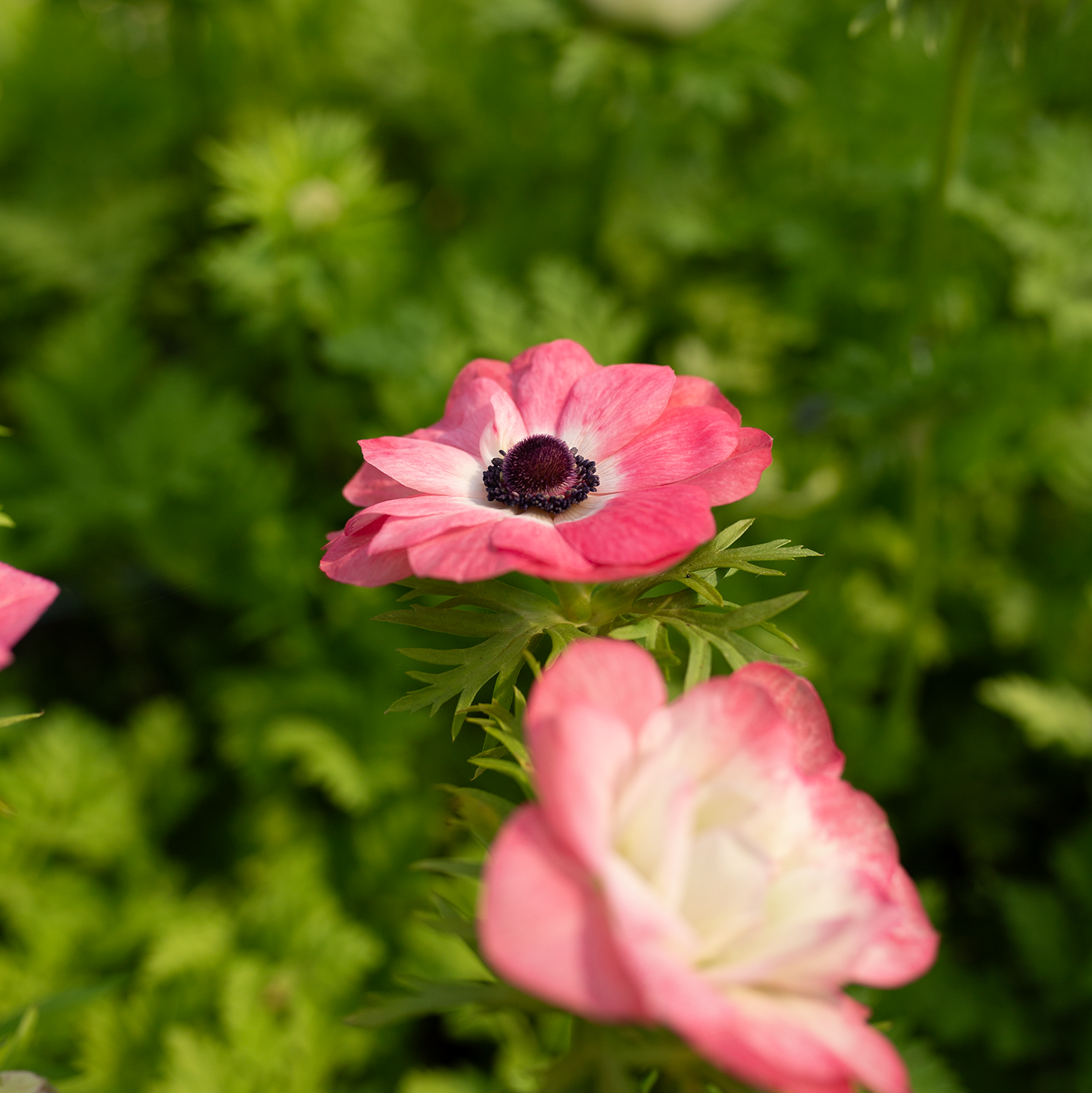 Anemone 'Pink'