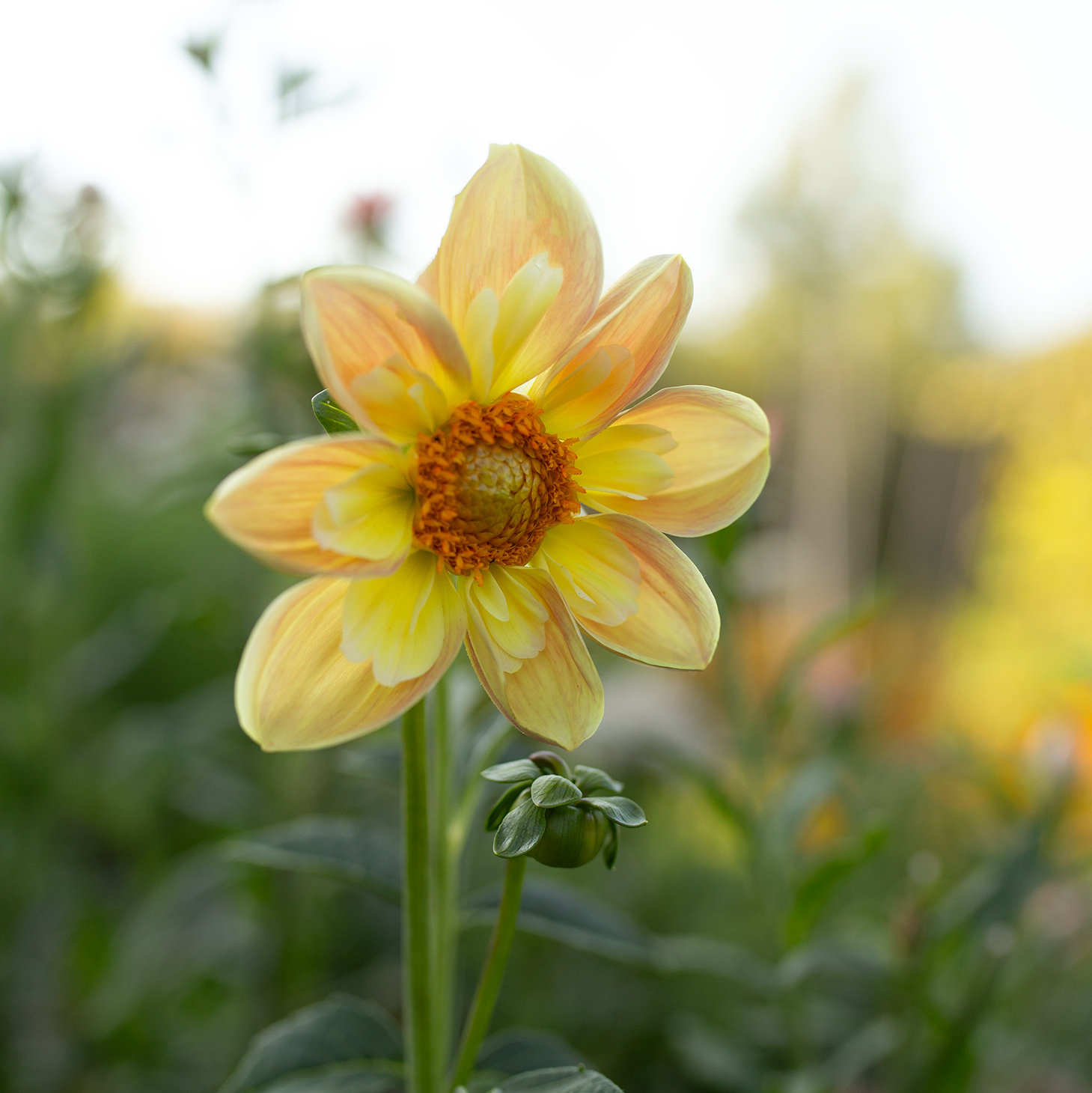 Dahlia 'April Heather'
