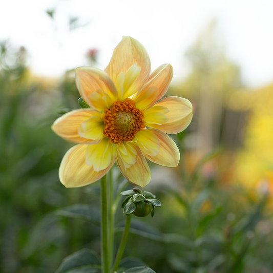 Dahlia 'April Heather'