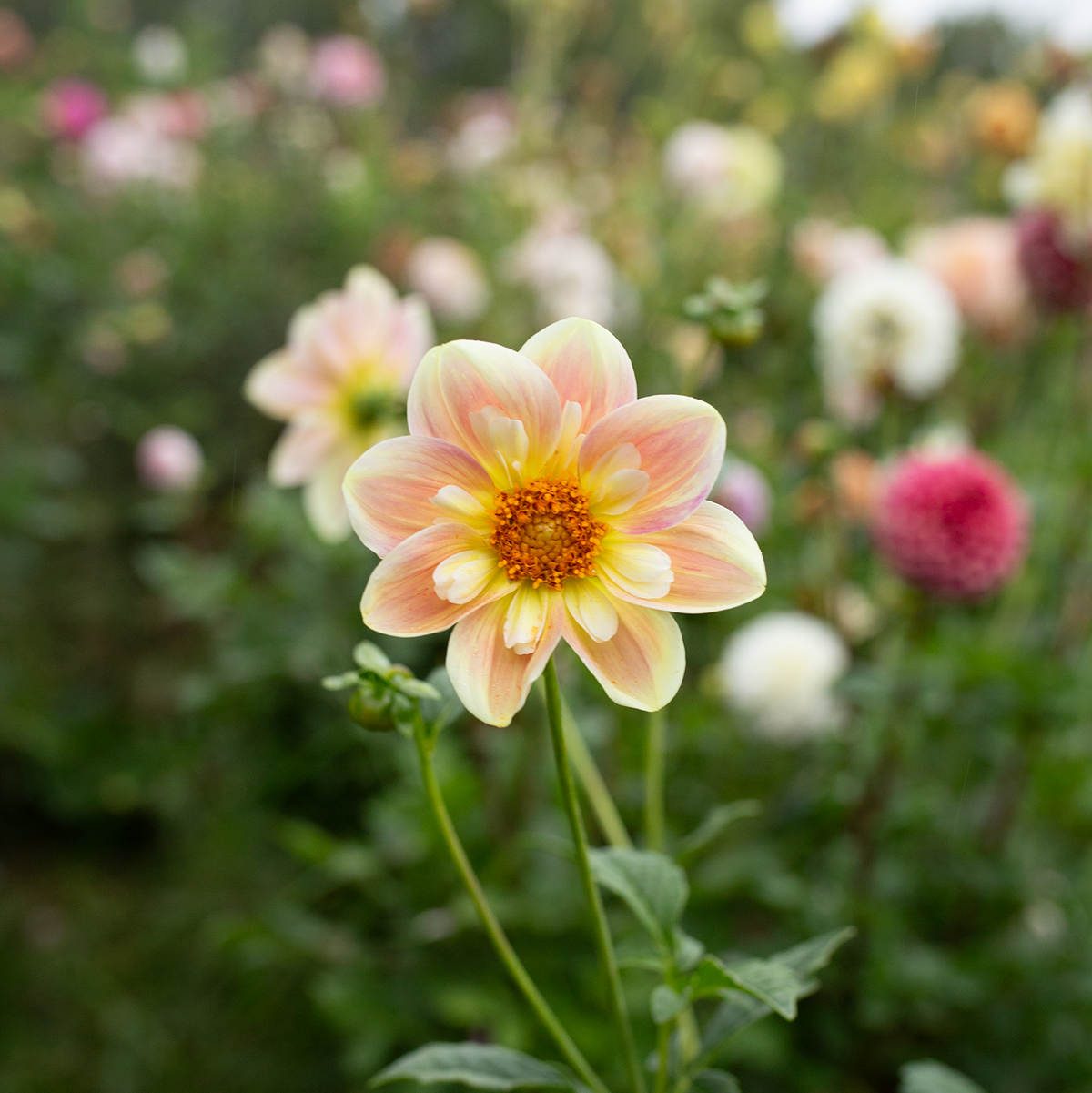 Dahlia 'April Heather'