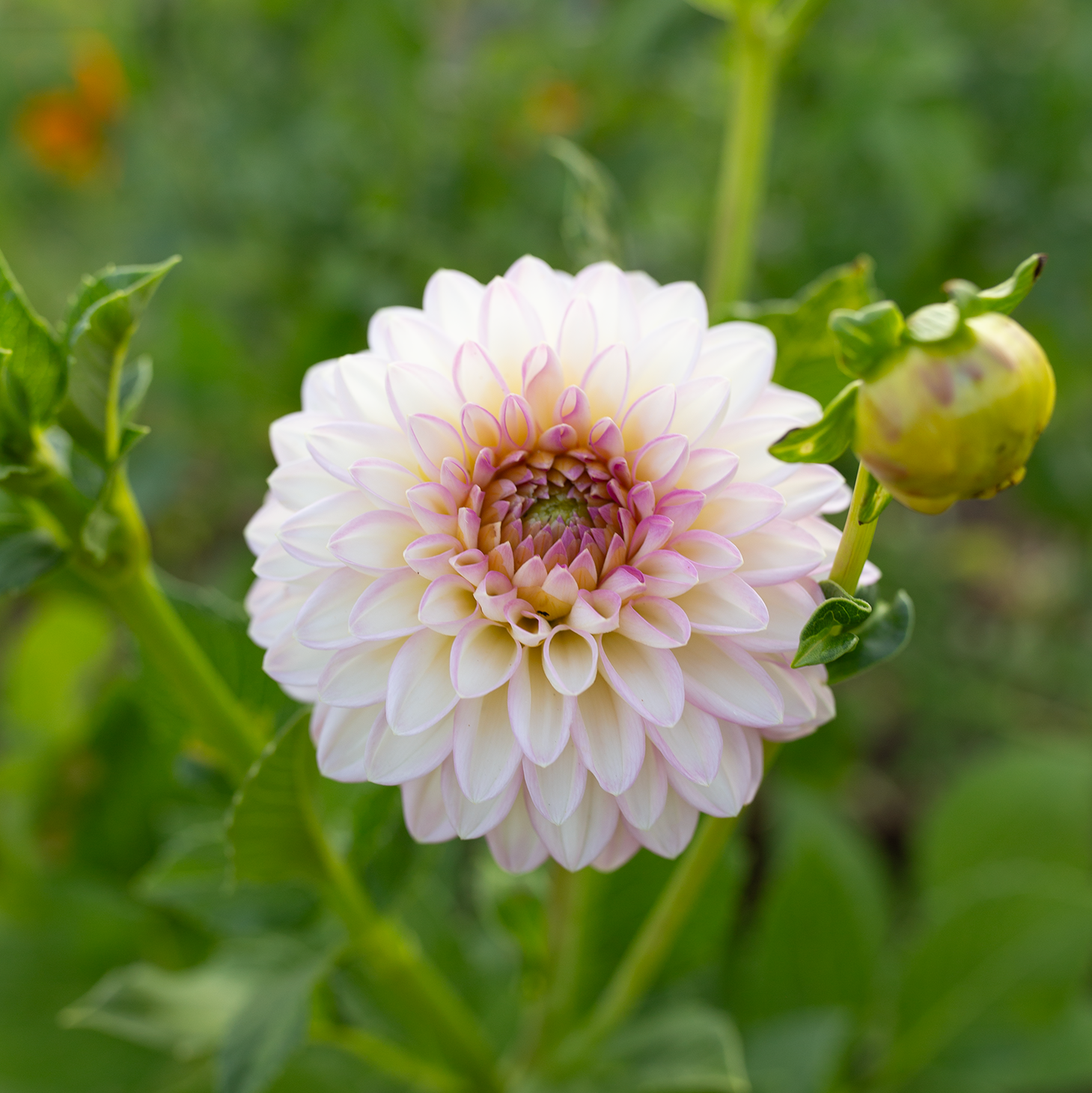 Dahlia 'Arbatax'