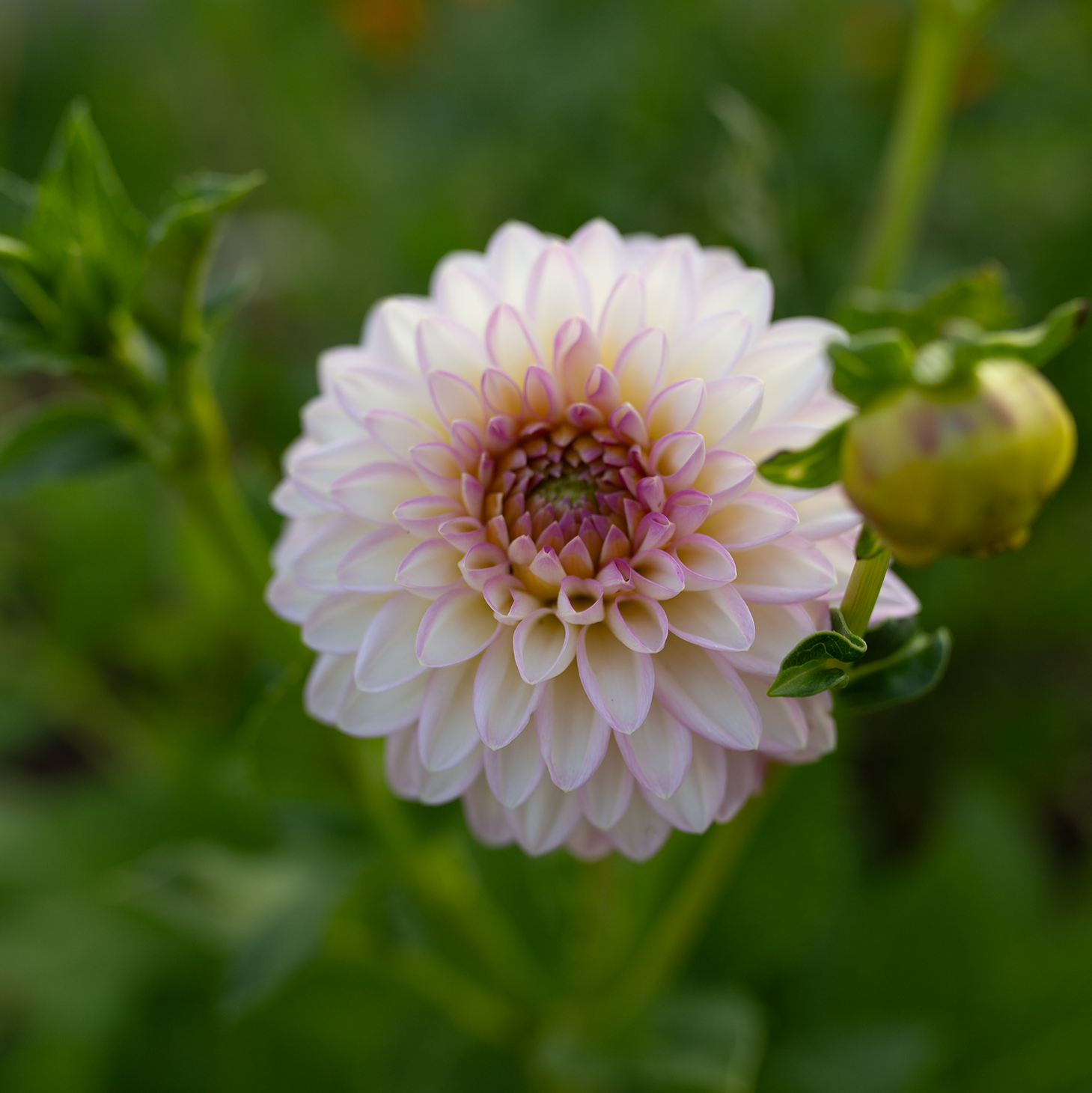 Dahlia 'Arbatax'