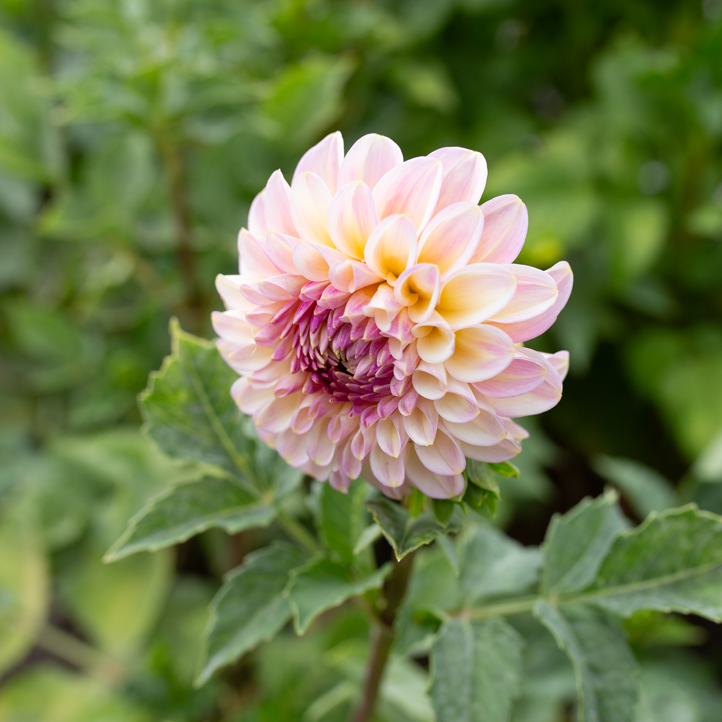 Dahlia 'Arnside Rose'