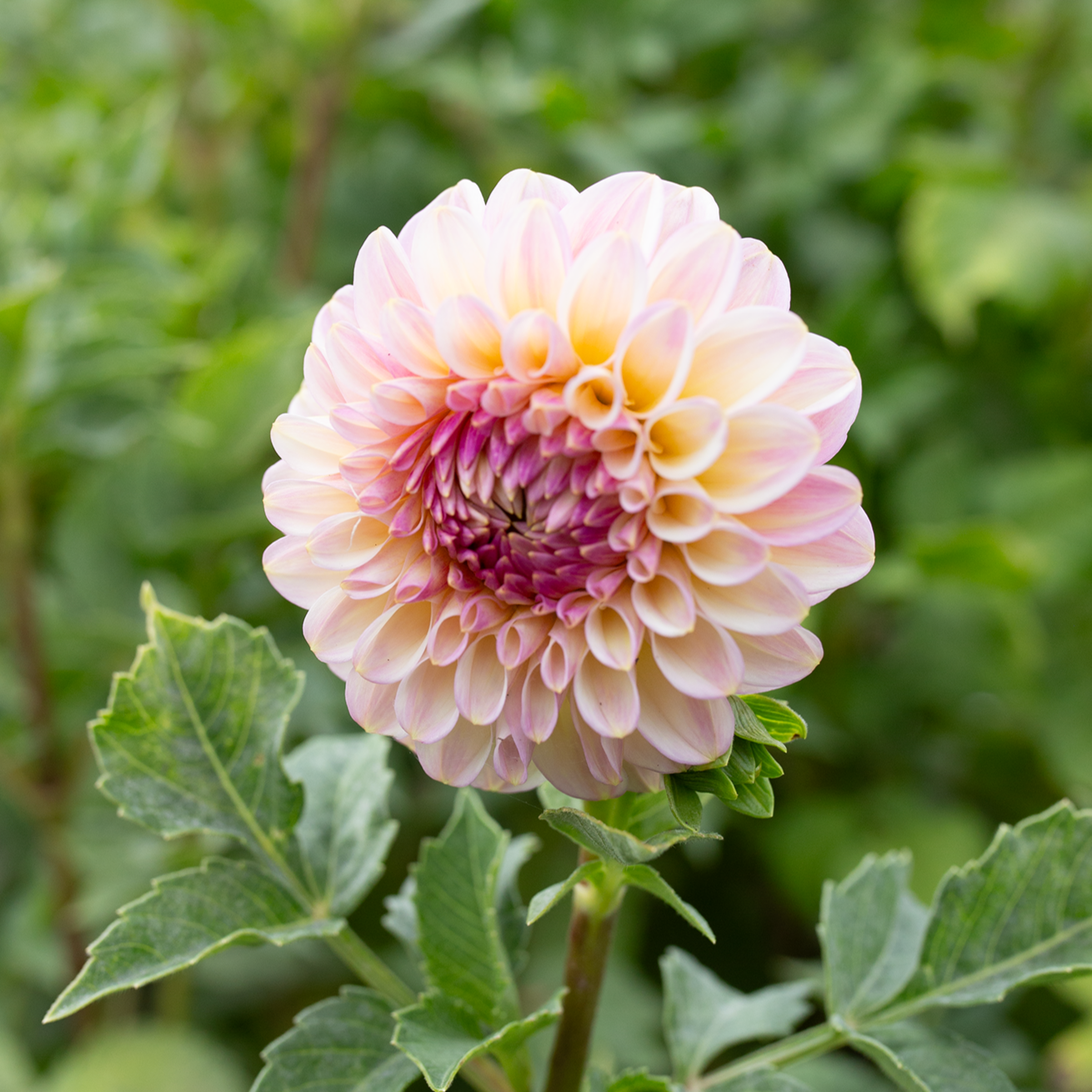 Dahlia 'Arnside Rose'