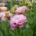 Lisianthus 'Aurora Pink'