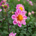 Dahlia 'Bloomquist Arise'
