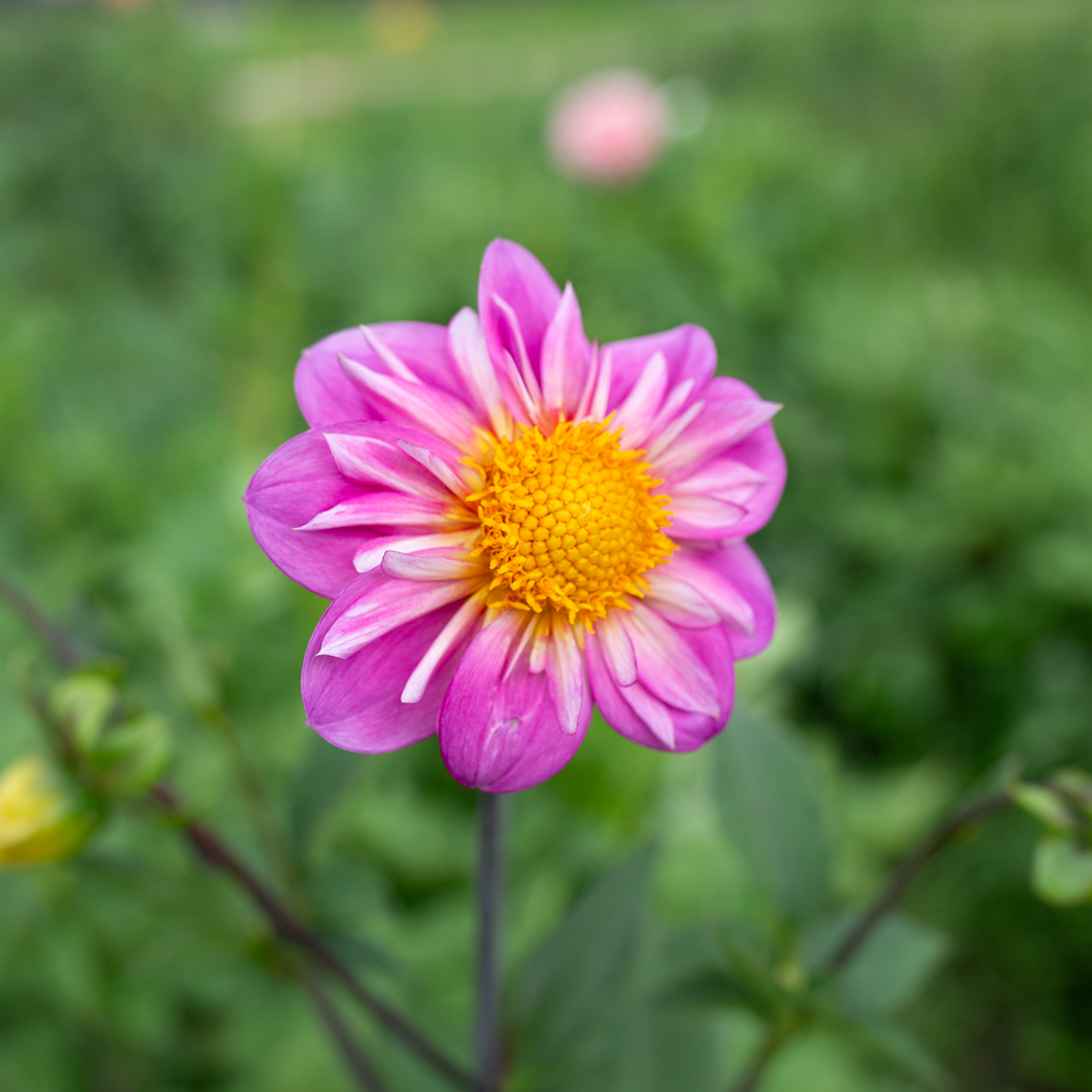 Dahlia 'Bloomquist Arise'