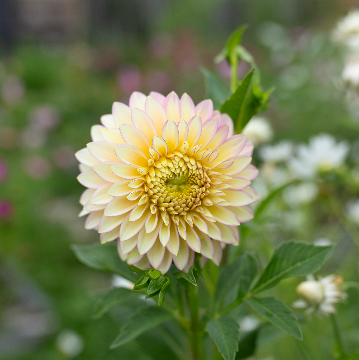 Dahlia 'BQ Blush'