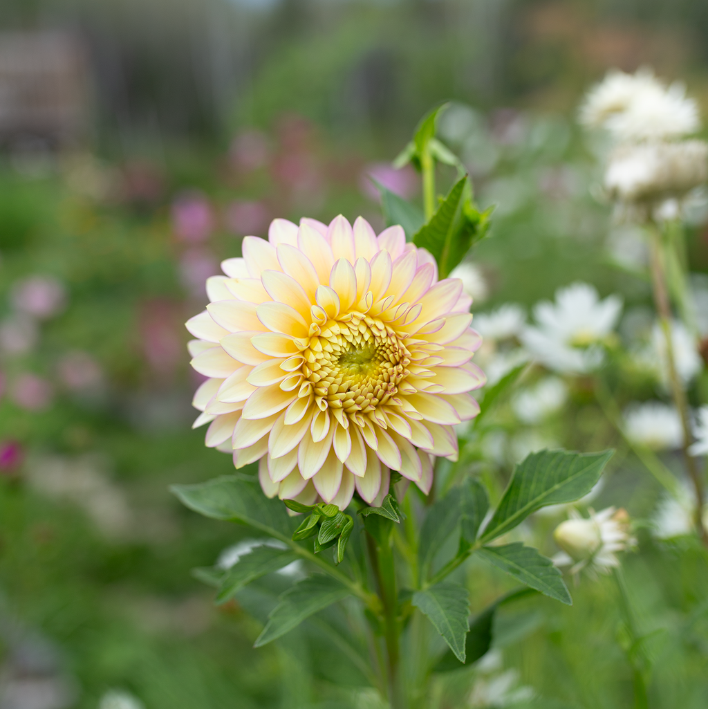 Dahlia 'BQ Blush'