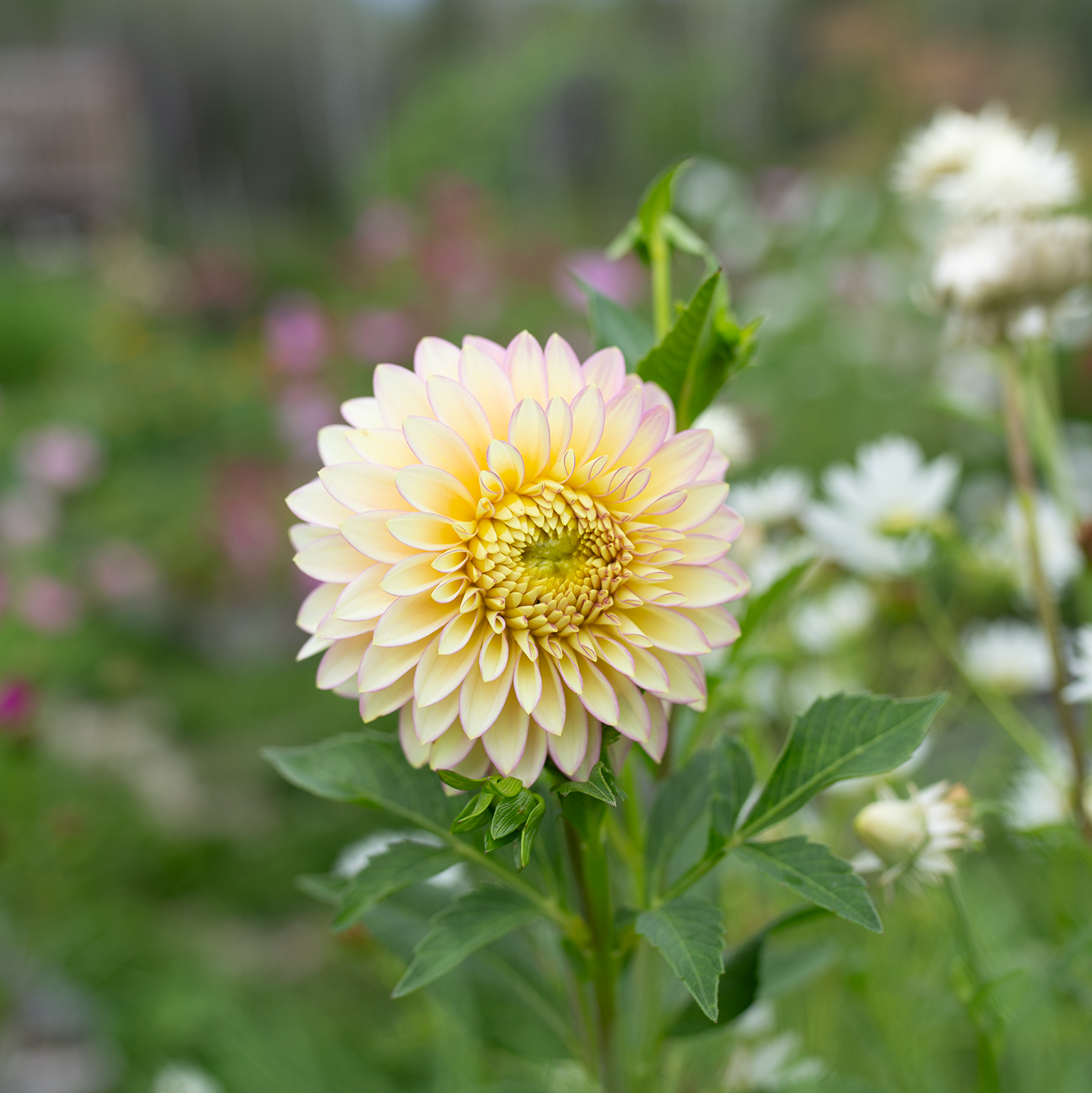 Dahlia 'BQ Blush'