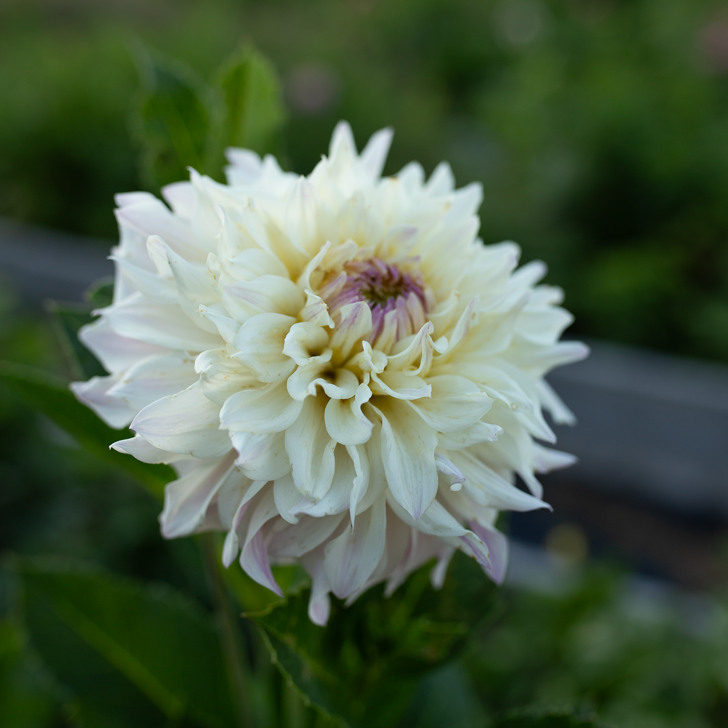 Dahlia 'BQ Compare'