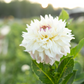 Dahlia 'BQ Compare'
