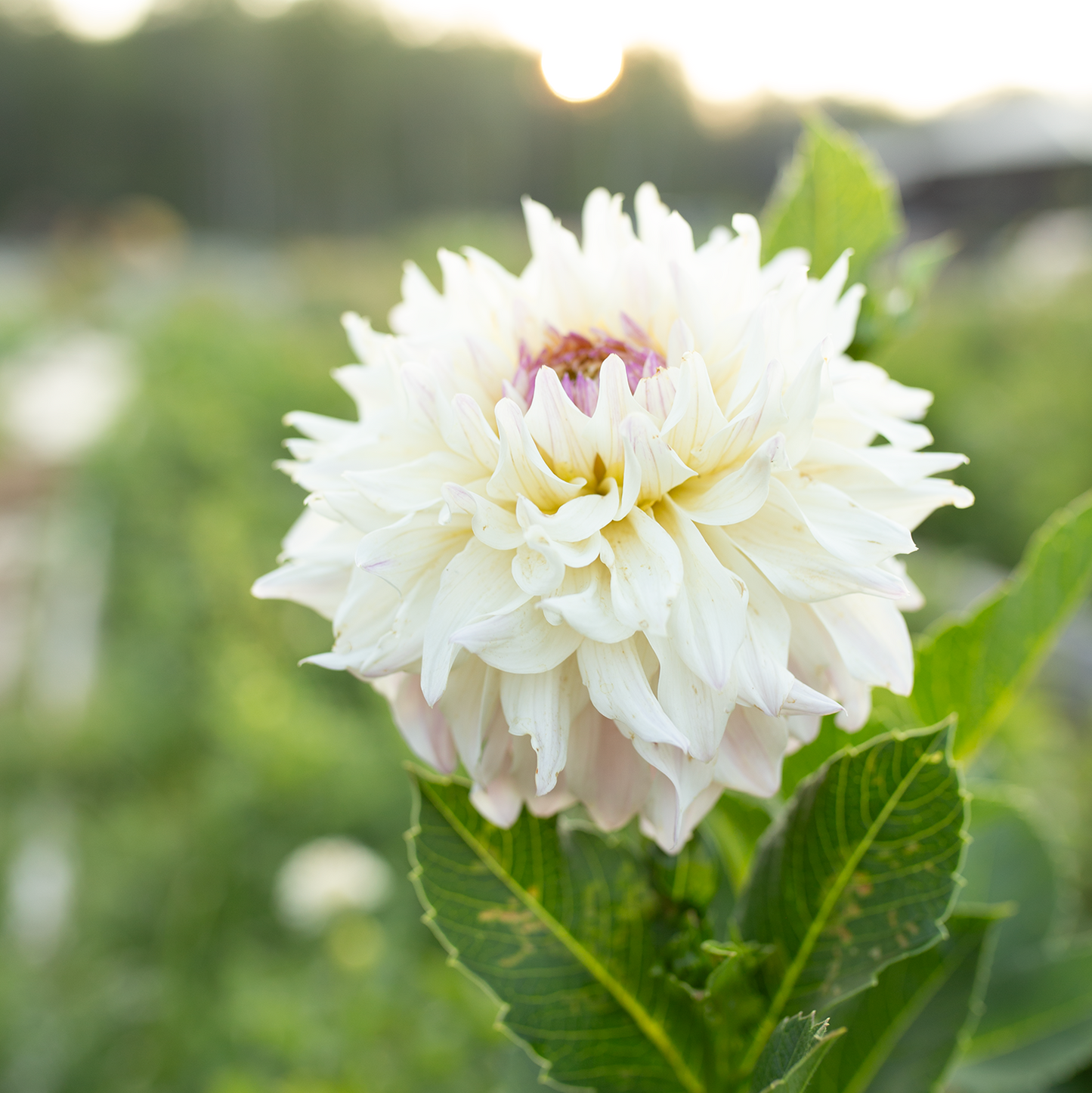 Dahlia 'BQ Compare'