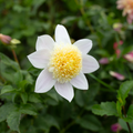 Dahlia 'BQ Morris'